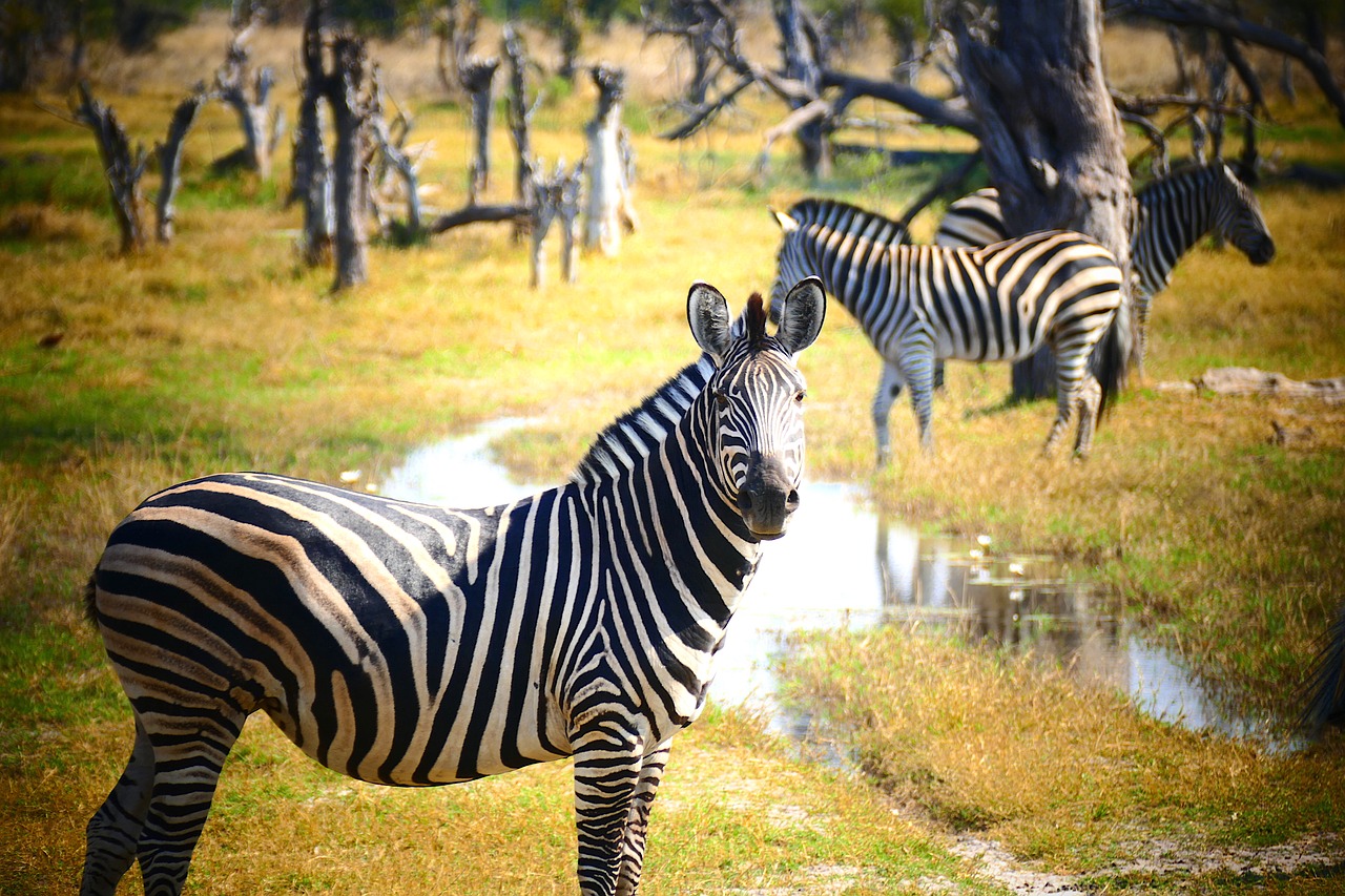 Zebra,  Gyvūnų Pasaulis,  Gamta,  Kampanija,  Gyvūnas,  Botsvana,  Be Honoraro Mokesčio, Nemokamos Nuotraukos,  Nemokama Licenzija