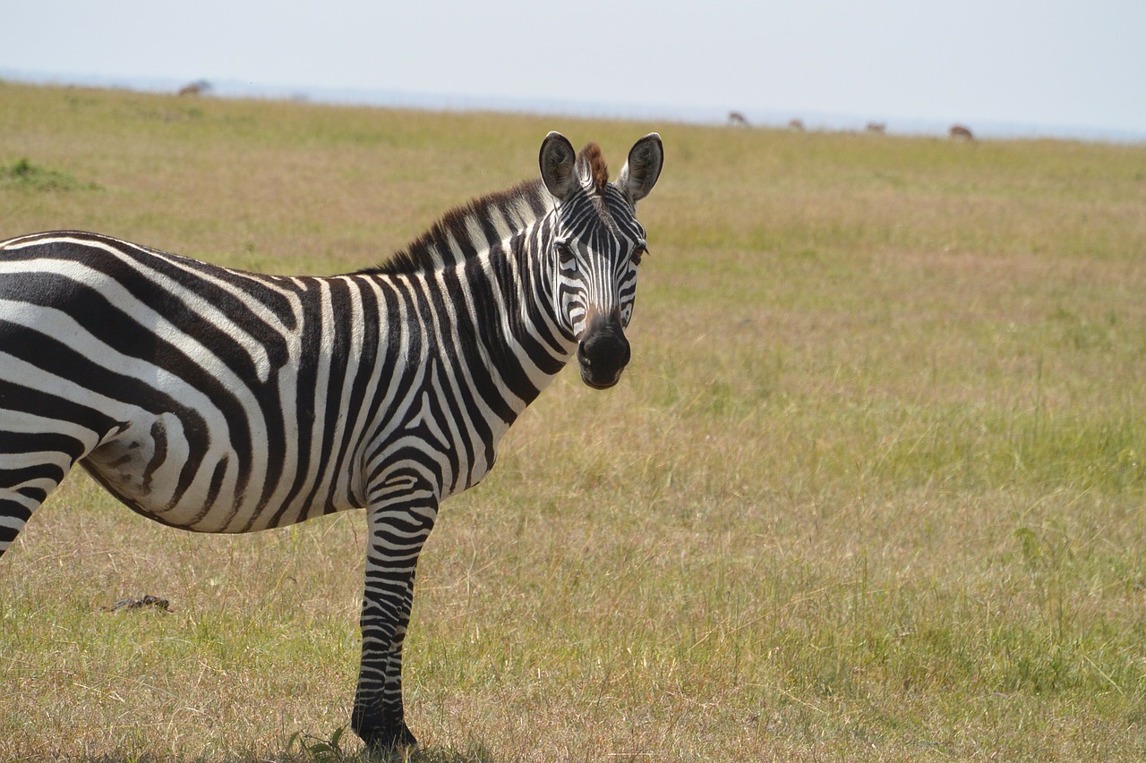 Zebra, Laukiniai, Gyvūnas, Laukinė Gamta, Žinduolis, Afrikos, Modelis, Dryžuotas, Juostelės, Fauna