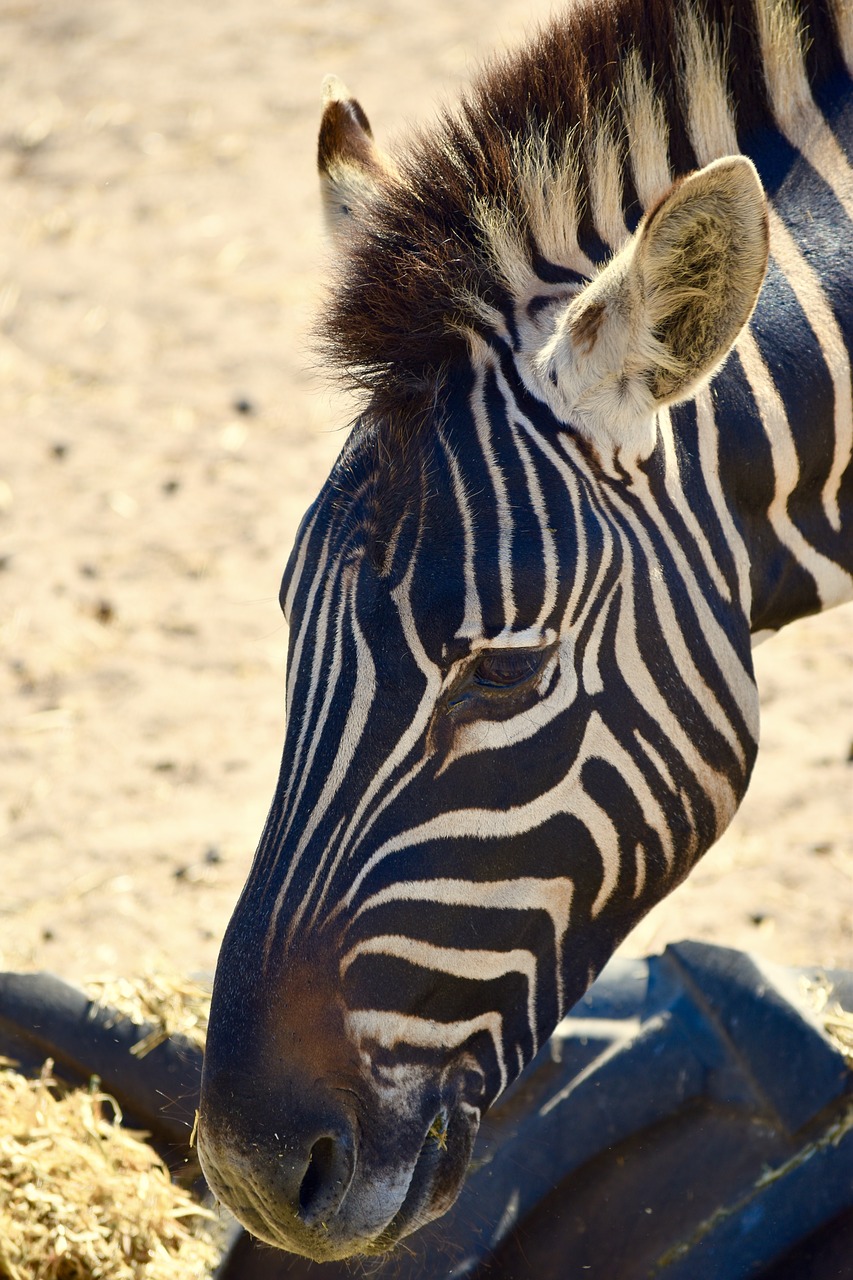 Zebra,  Pietų Afrika,  Gamta,  Laukinė Gamta,  Gyvūnas,  Laukiniai,  Galva,  Juostelė,  Žinduolis,  Be Honoraro Mokesčio