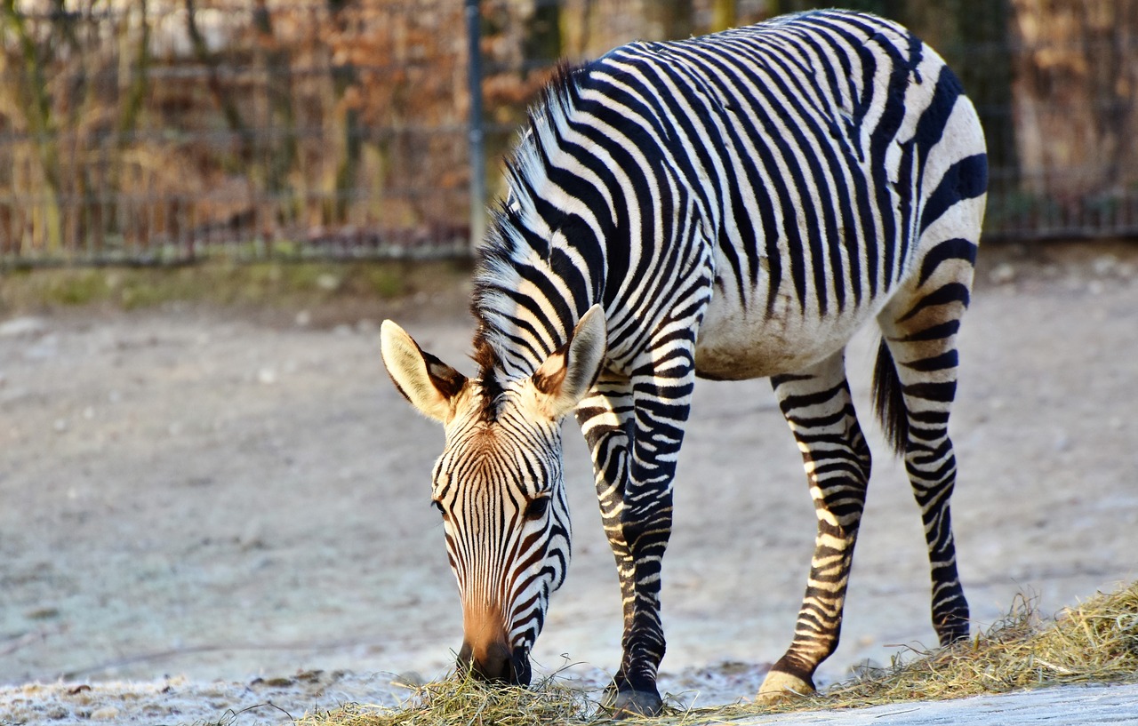 Zebra,  Pėsčiųjų Perėja,  Juoda Ir Balta,  Juostelės,  Dryžuotas,  Laukinis Gyvūnas,  Afrika,  Gyvūnas,  Safari,  Zoologijos Sodas