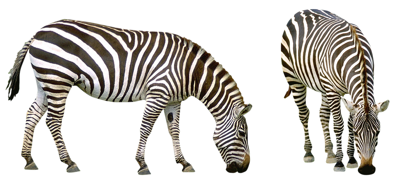 Zebra,  Afrika,  Dryžuotas,  Gyvūnai,  Safari,  Gamta,  Zoologijos Sodas,  Tanzanija,  Arklys,  Kalakutienos