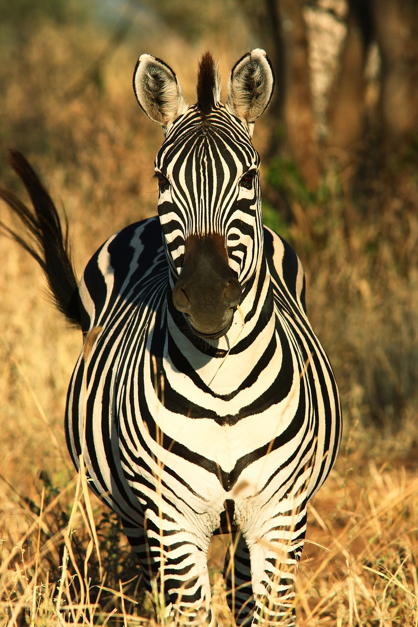 Zebra,  Afrika,  Gyvūnų Pasaulis,  Gamta,  Savana,  Serengeti,  Laukiniai,  Be Honoraro Mokesčio, Nemokamos Nuotraukos,  Nemokama Licenzija