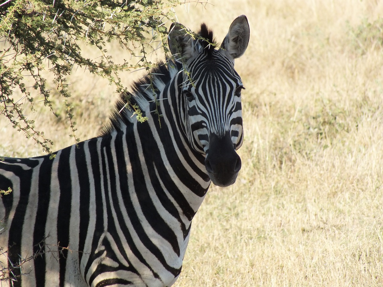 Zebra,  Laukinė Gamta,  Safari,  Gyvūnas,  Gamta,  Galva,  Žiurkė,  Juostelė,  Žolėdis,  Žolė