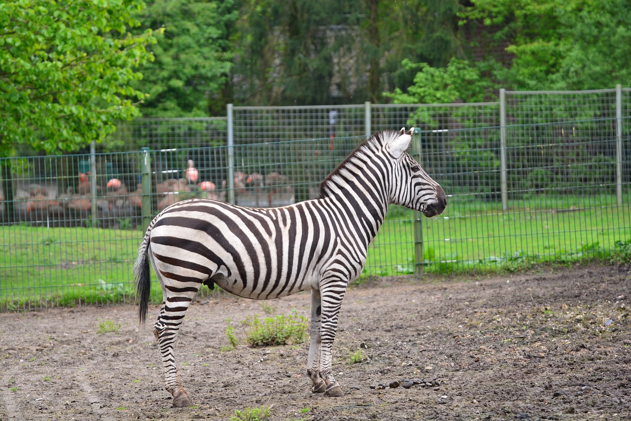 Zebra, Gyvūnai, Pėsčiųjų Perėja, Juostelės, Juoda Ir Balta, Laukinis Gyvūnas, Piešimas, Zoologijos Sodas, Gyvūnas, Nemokamos Nuotraukos