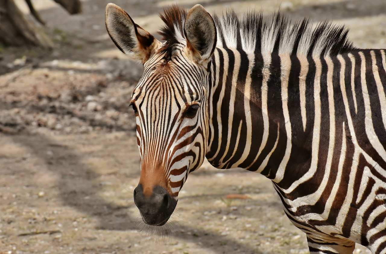 Zebra,  Laukinis Gyvūnas,  Zoo,  Afrikoje,  Gyvūnas,  Crosswalk,  Pobūdį,  Gyvūnijos Pasaulyje,  Žinduolis,  Juostelės