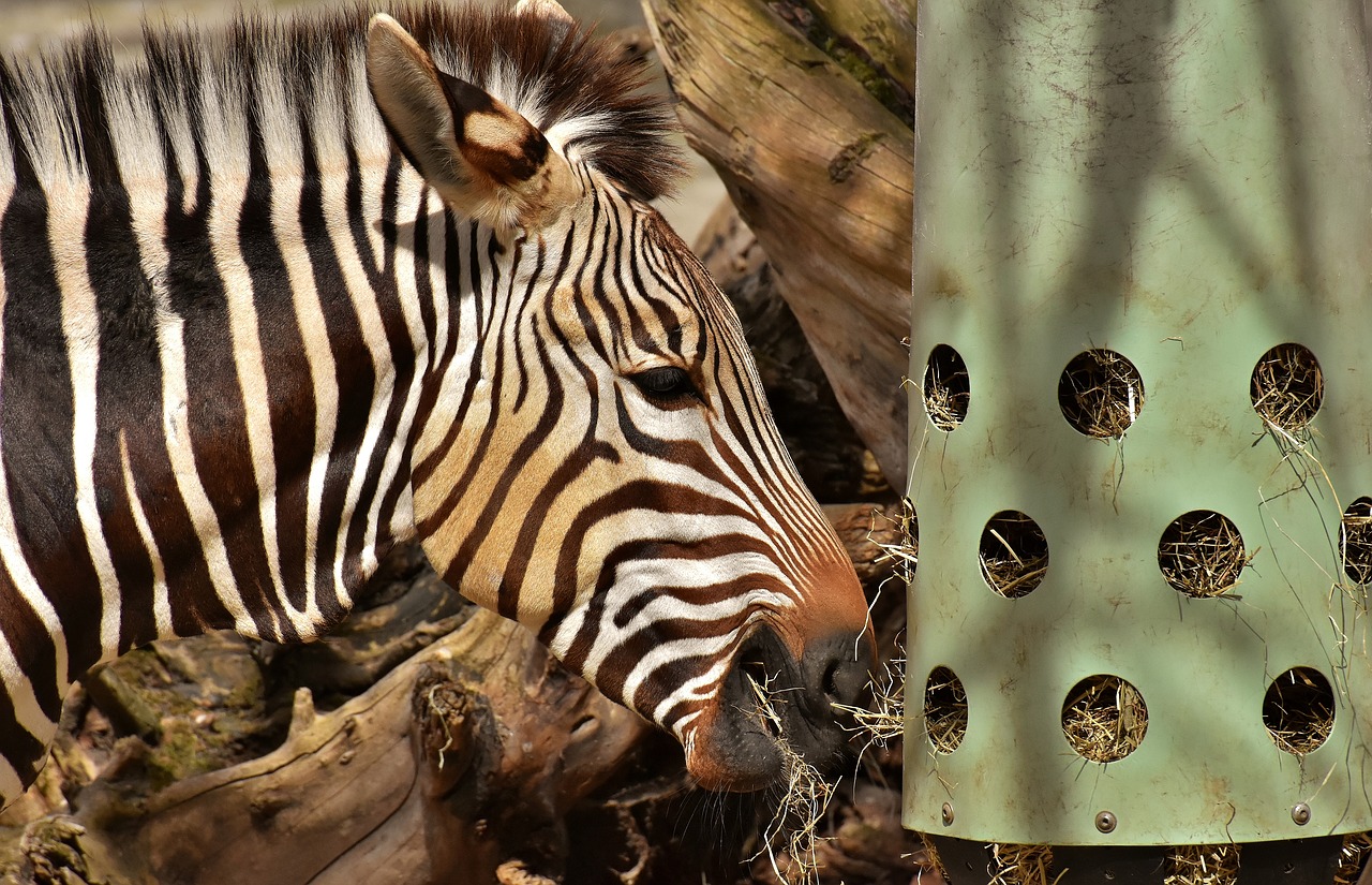 Zebra,  Laukinis Gyvūnas,  Zoo,  Valgyti,  Šėrimo,  Afrikoje,  Gyvūnas,  Crosswalk,  Pobūdį,  Gyvūnijos Pasaulyje