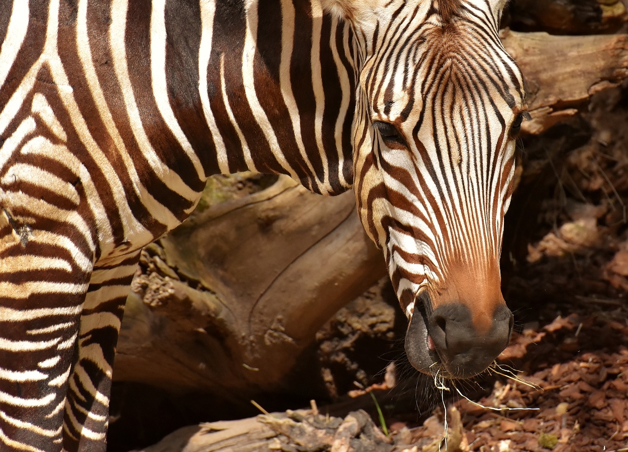 Zebra,  Laukinis Gyvūnas,  Zoo,  Afrikoje,  Gyvūnas,  Crosswalk,  Pobūdį,  Gyvūnijos Pasaulyje,  Žinduolis,  Juostelės