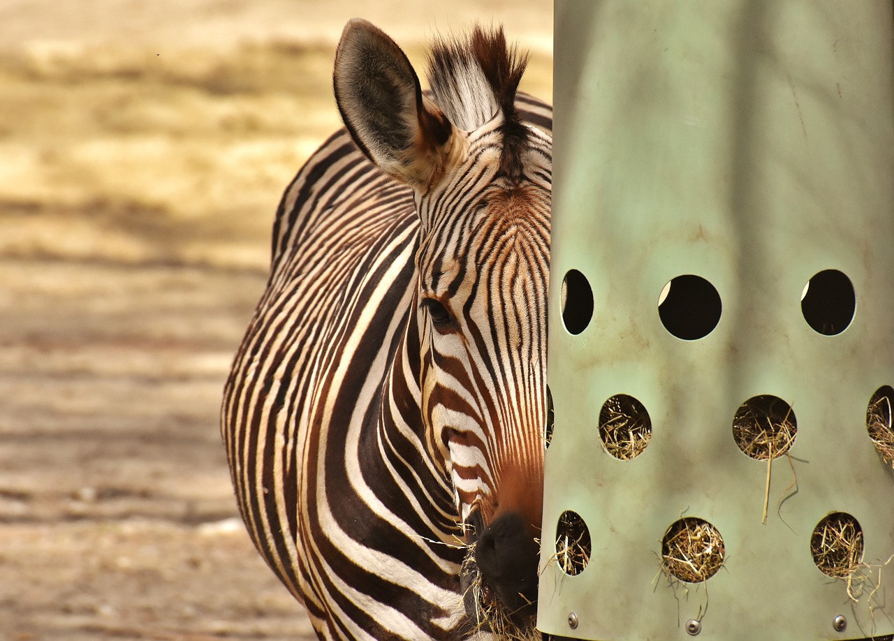 Zebra,  Laukinis Gyvūnas,  Zoo,  Valgyti,  Šėrimo,  Afrikoje,  Gyvūnas,  Crosswalk,  Pobūdį,  Gyvūnijos Pasaulyje