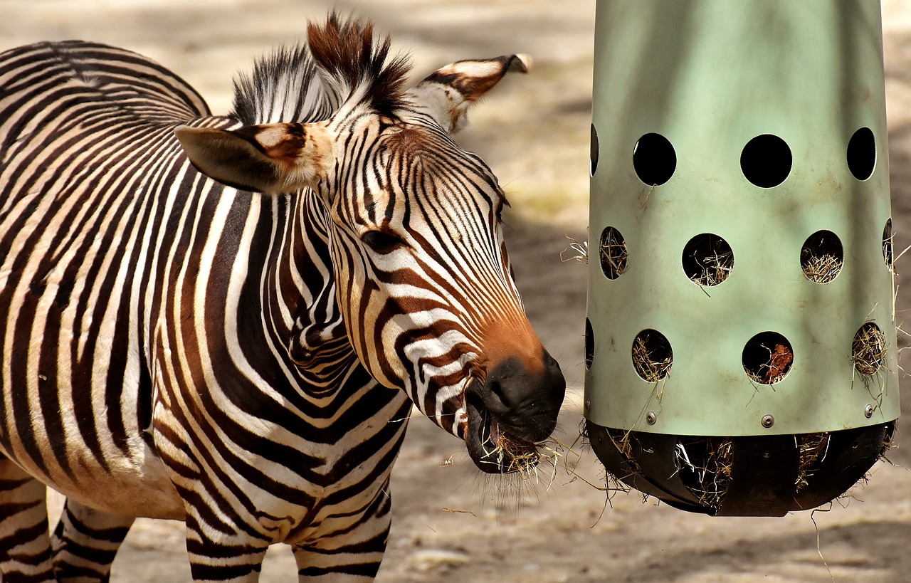 Zebra,  Laukinis Gyvūnas,  Valgyti,  Šėrimo,  Zoo,  Afrikoje,  Gyvūnas,  Crosswalk,  Pobūdį,  Gyvūnijos Pasaulyje