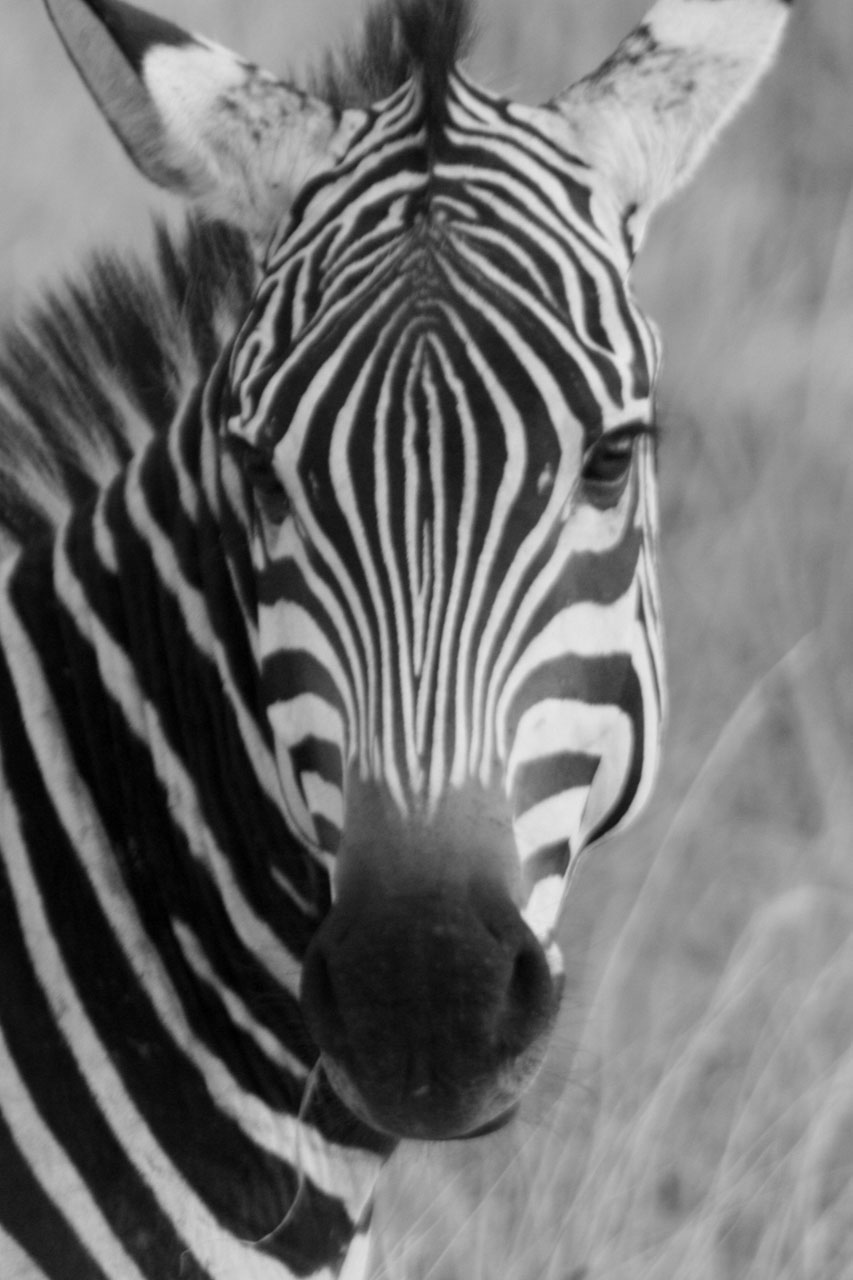 Zebra,  Gyvūnas,  Šeima,  Laukiniai,  Žinduolis,  Safari,  Afrika,  Kelionė,  Kenya,  Tsavo
