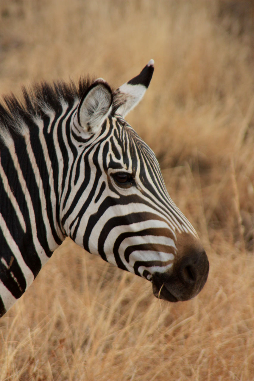 Zebra,  Gyvūnas,  Šeima,  Laukiniai,  Žinduolis,  Safari,  Afrika,  Kelionė,  Kenya,  Tsavo