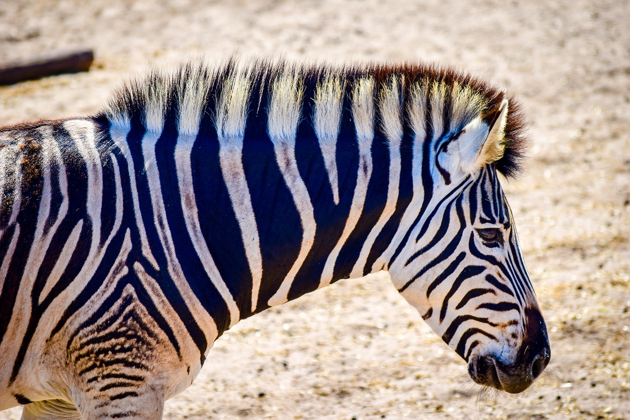 Zebra,  Gyvūnijos,  Pobūdį,  Laukinių,  Safari, Nemokamos Nuotraukos,  Nemokama Licenzija