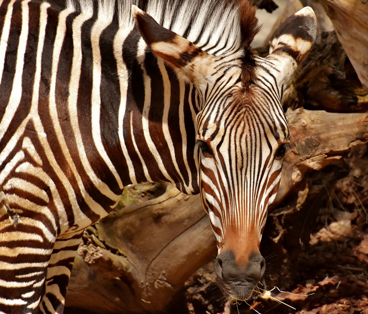 Zebra,  Laukinis Gyvūnas,  Zoo,  Afrikoje,  Gyvūnas,  Crosswalk,  Pobūdį,  Gyvūnijos Pasaulyje,  Žinduolis,  Juostelės