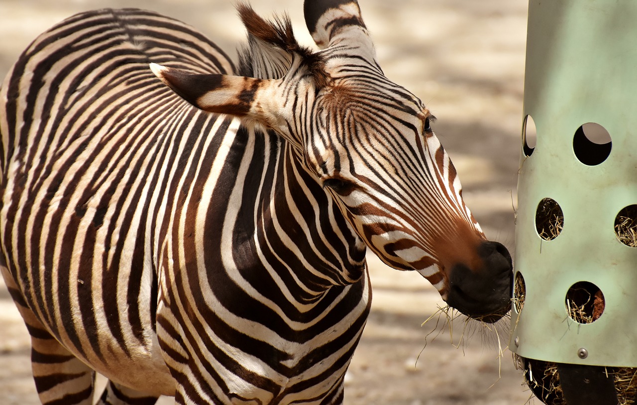 Zebra,  Laukinis Gyvūnas,  Zoo,  Valgyti,  Šėrimo,  Afrikoje,  Gyvūnas,  Crosswalk,  Pobūdį,  Gyvūnijos Pasaulyje