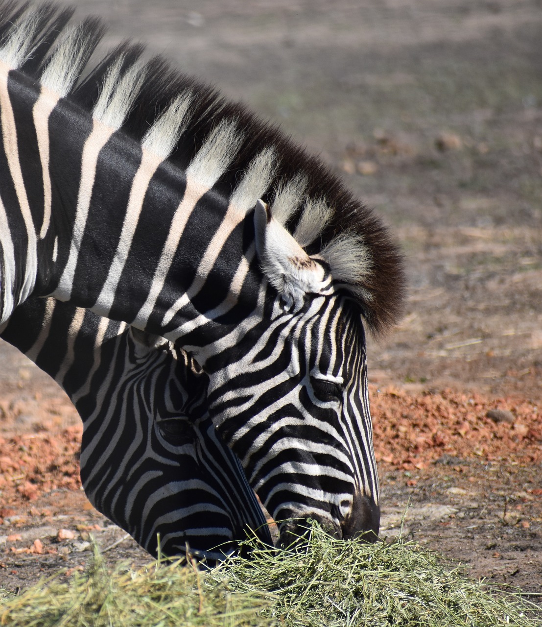 Zebra,  Gyvūnijos,  Safari,  Pobūdį,  Žinduolis, Nemokamos Nuotraukos,  Nemokama Licenzija