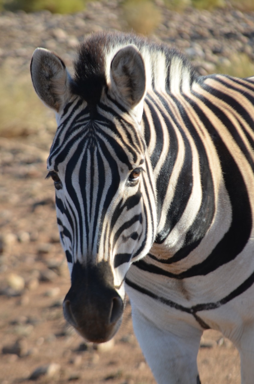 Zebra,  Pobūdį,  Gyvūnijos,  Laukinių,  Safari, Nemokamos Nuotraukos,  Nemokama Licenzija
