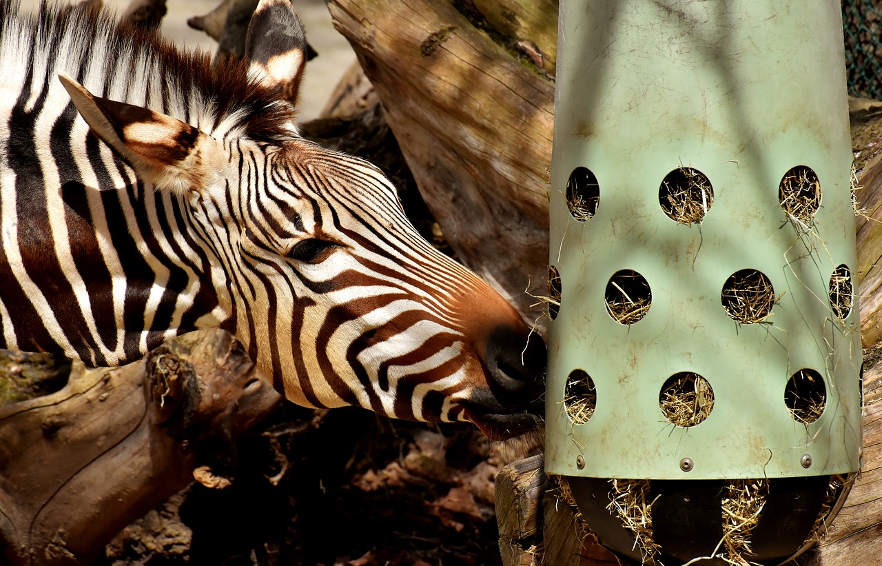 Zebra,  Laukinis Gyvūnas,  Zoo,  Valgyti,  Šėrimo,  Afrikoje,  Gyvūnas,  Crosswalk,  Pobūdį,  Gyvūnijos Pasaulyje