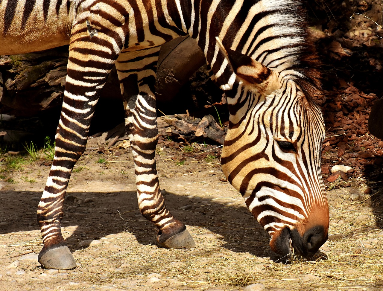 Zebra,  Laukinis Gyvūnas,  Zoo,  Valgyti,  Šėrimo,  Afrikoje,  Gyvūnas,  Crosswalk,  Pobūdį,  Gyvūnijos Pasaulyje