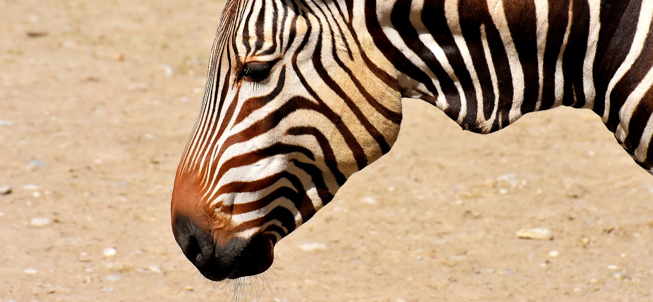 Zebra,  Laukinis Gyvūnas,  Zoo,  Valgyti,  Šėrimo,  Afrikoje,  Gyvūnas,  Crosswalk,  Pobūdį,  Gyvūnijos Pasaulyje