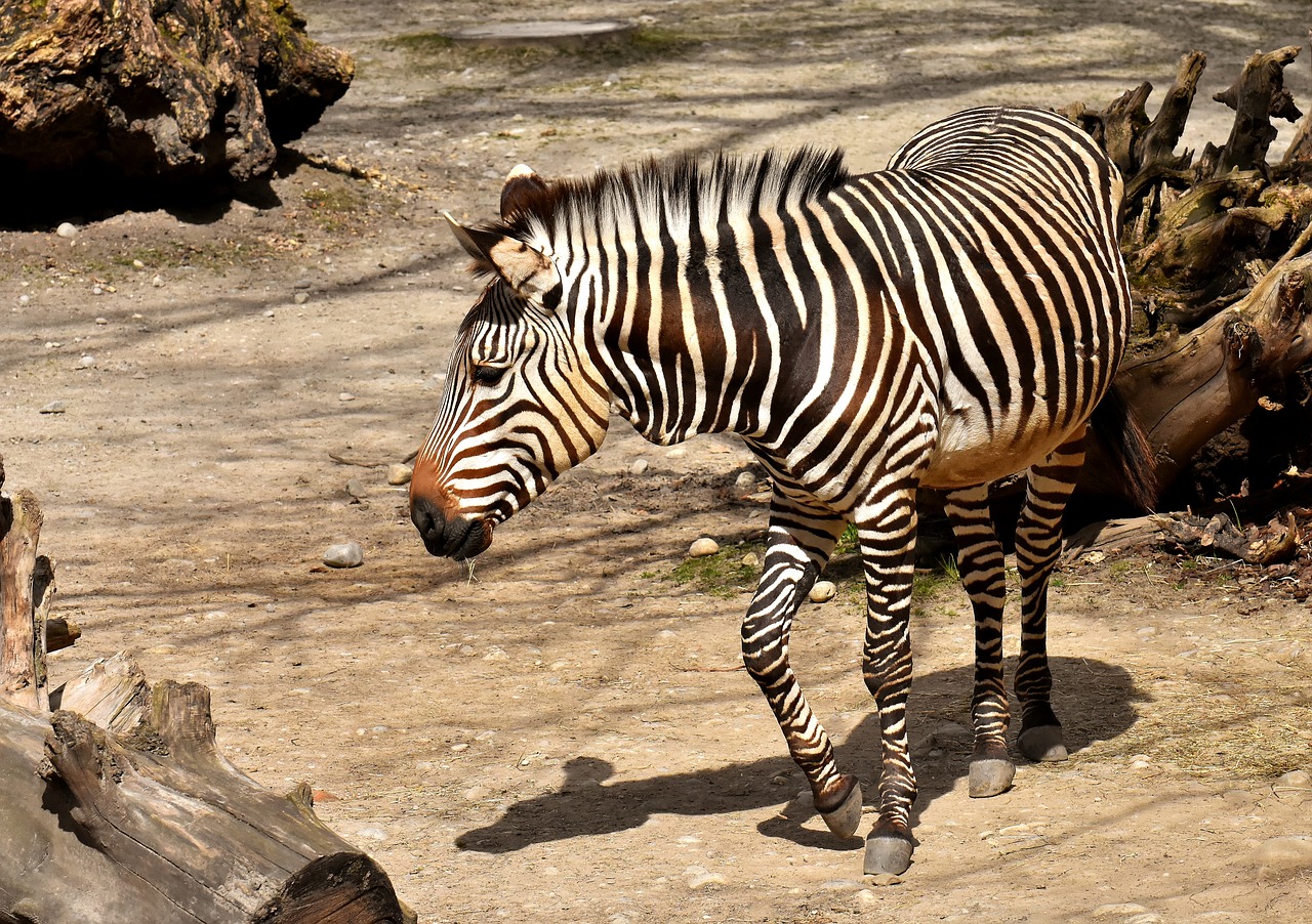 Zebra,  Laukinis Gyvūnas,  Zoo,  Valgyti,  Šėrimo,  Afrikoje,  Gyvūnas,  Crosswalk,  Pobūdį,  Gyvūnijos Pasaulyje