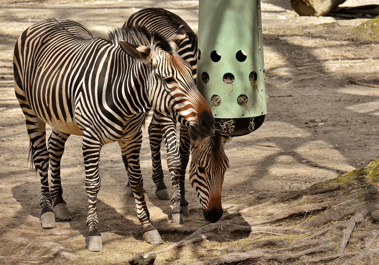 Zebra,  Laukinis Gyvūnas,  Zoo,  Afrikoje,  Gyvūnas,  Crosswalk,  Pobūdį,  Gyvūnijos Pasaulyje,  Žinduolis,  Juostelės