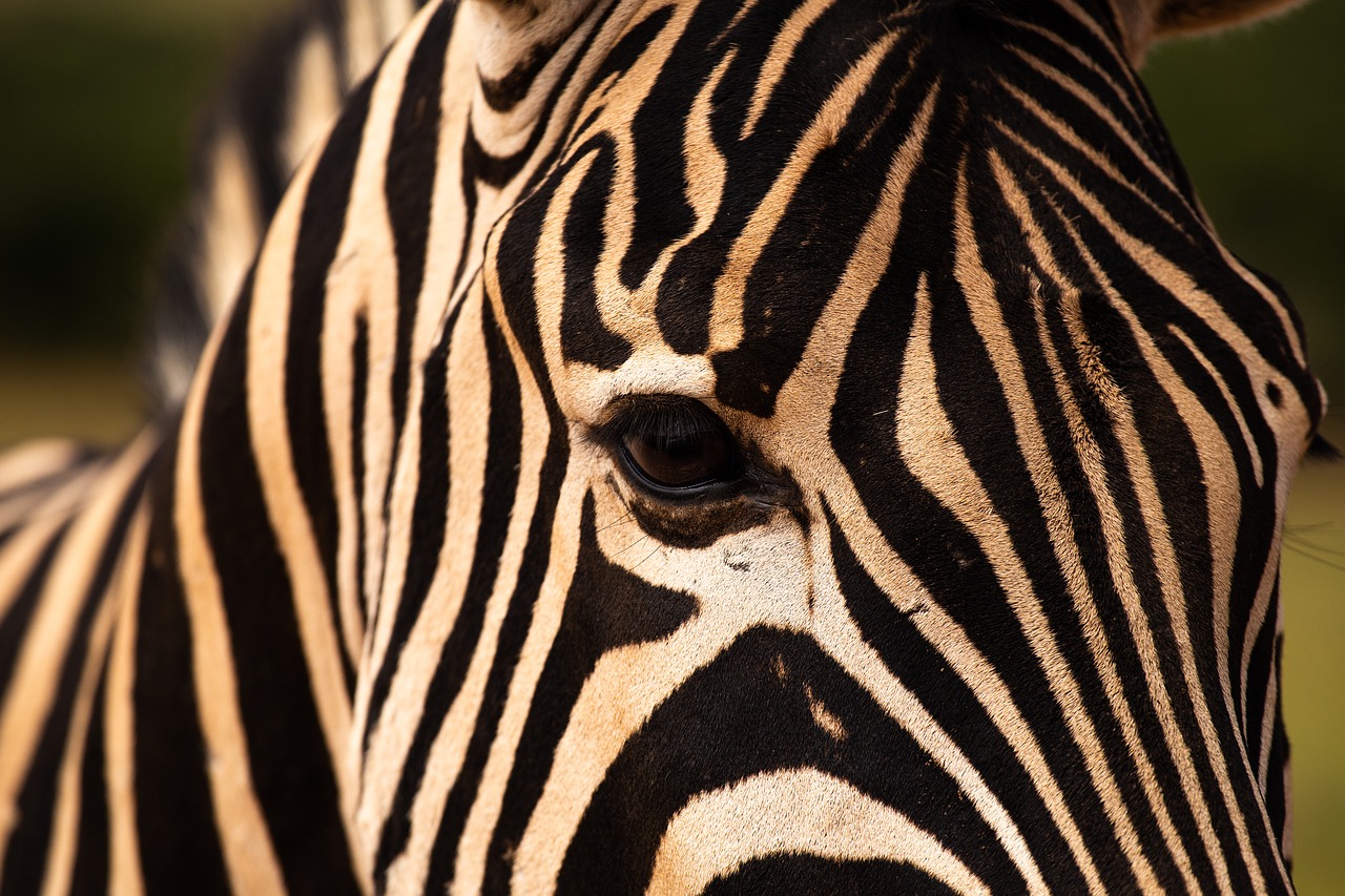 Zebra,  Addo Elephant Park,  Gyvūnai, Nemokamos Nuotraukos,  Nemokama Licenzija