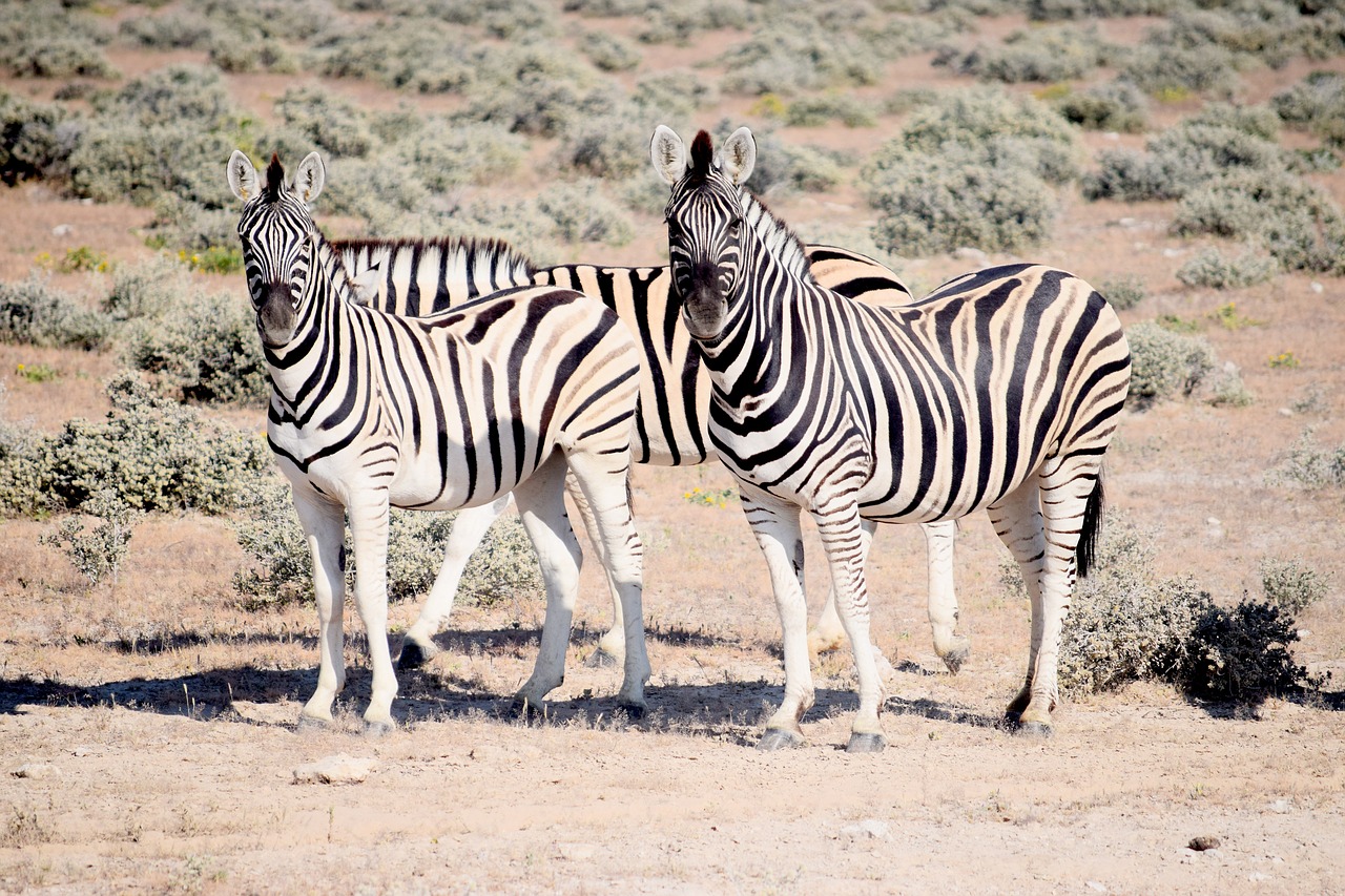 Zebra,  Ieško,  Etosha,  Namibija,  Safaris,  Laukinių,  Pobūdį,  Gyvūnijos,  Juostelės,  Afrikoje