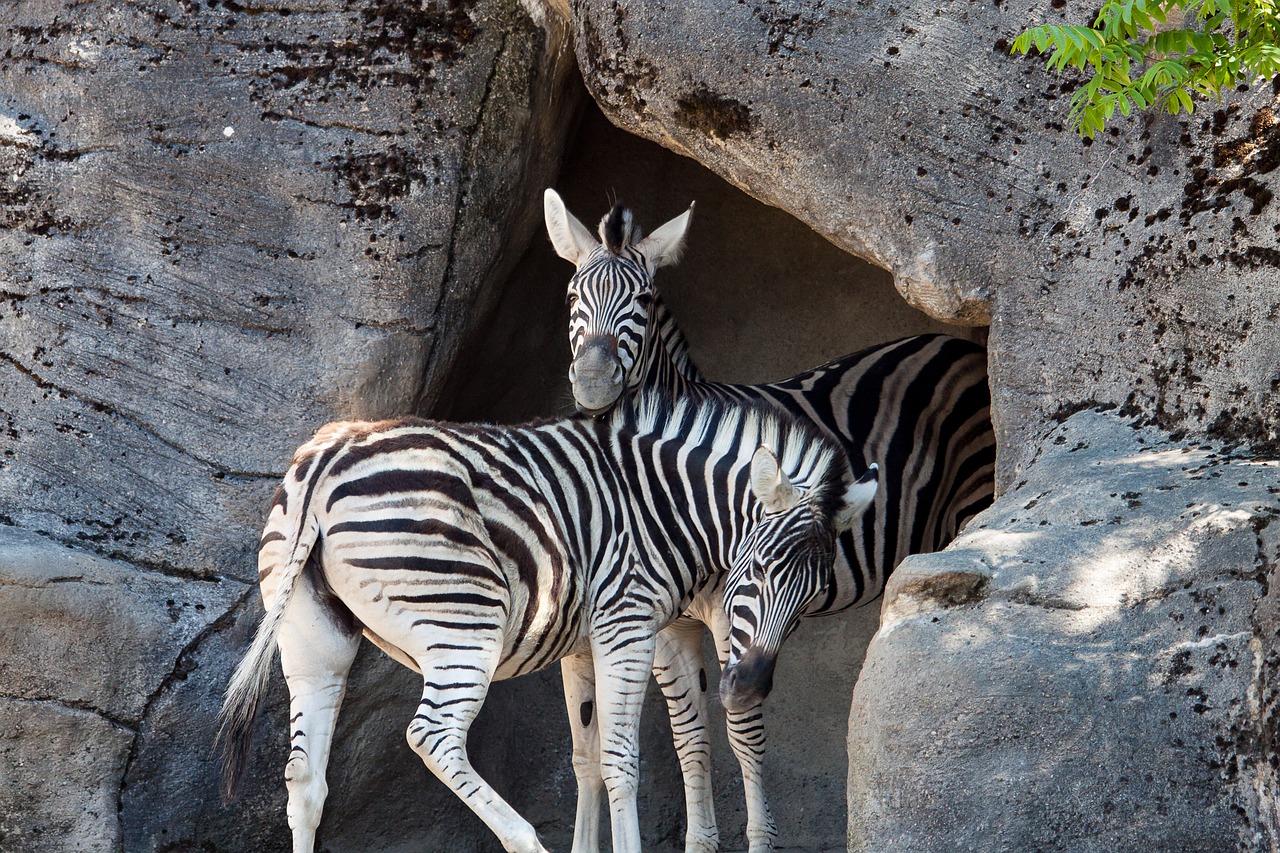 Zebra,  Laukinių Gyvūnų,  Hagenbeck Zoo,  Zoologijos Sodas, Nemokamos Nuotraukos,  Nemokama Licenzija