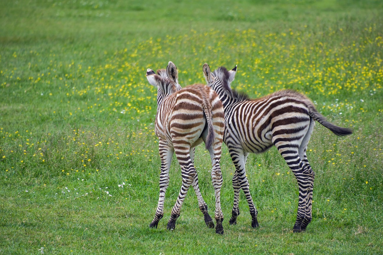 Zebra,  Zébreau,  Žaisti,  Petit,  Jauna,  Kūdikių,  Du,  Prerijų,  Žolė,  Gyvūnas