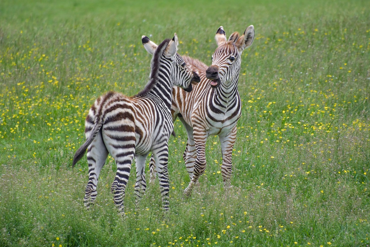 Zebra,  Zébreau,  Žaisti,  Petit,  Jauna,  Kūdikių,  Du,  Prerijų,  Žolė,  Gyvūnas