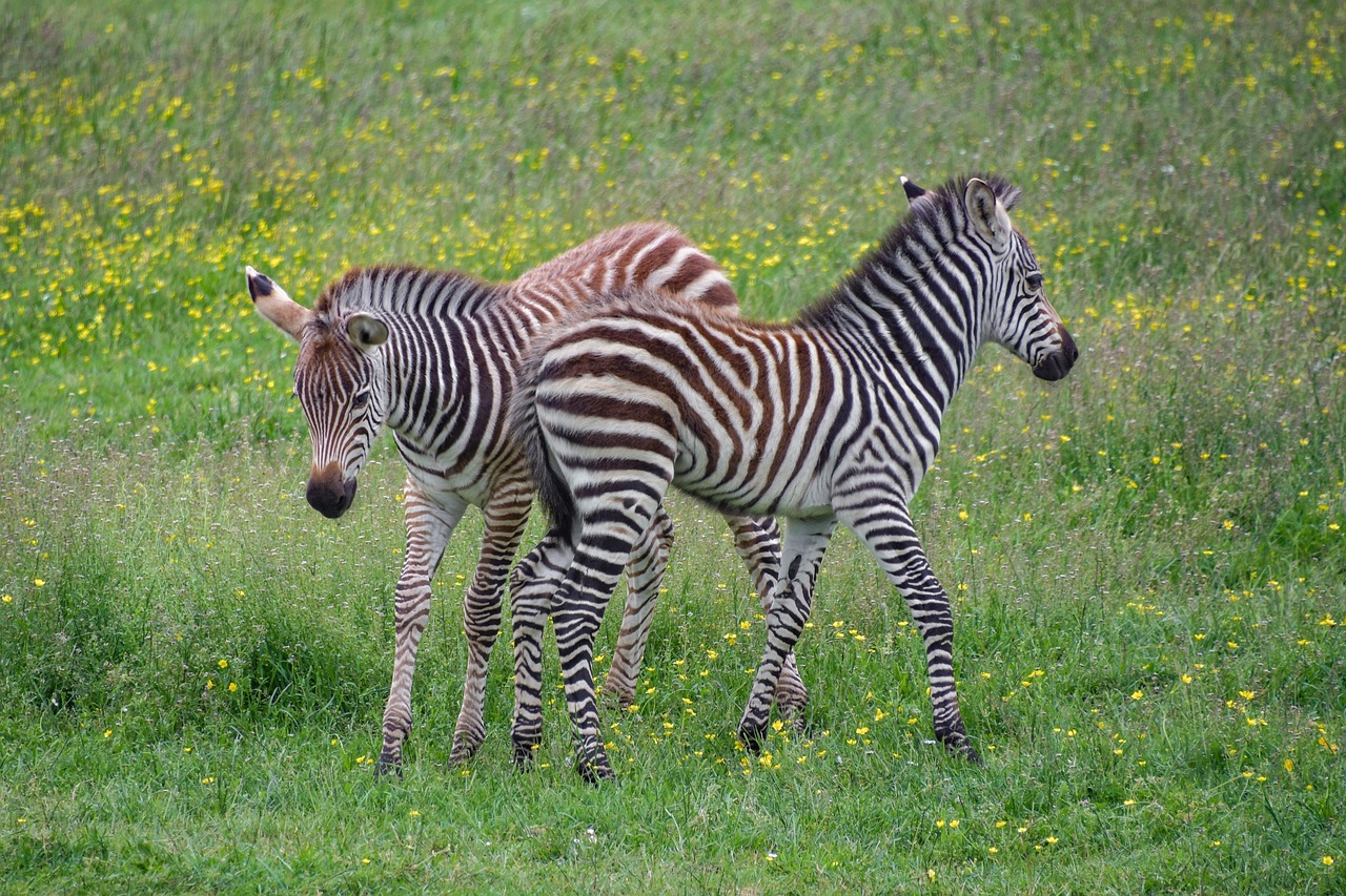 Zebra,  Zébreau,  Žaisti,  Petit,  Jauna,  Kūdikių,  Du,  Prerijų,  Žolė,  Gyvūnas