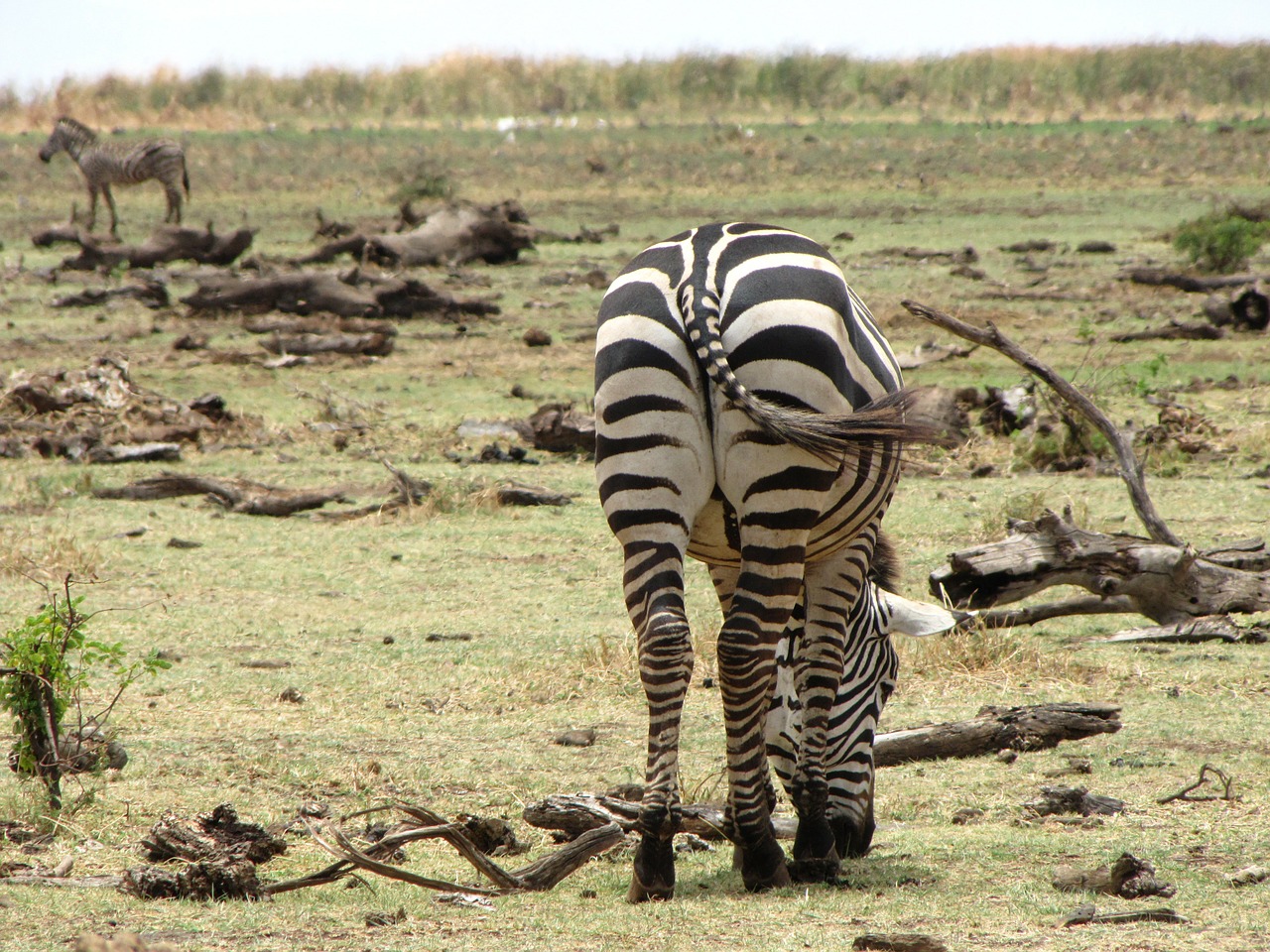 Zebra, Asilas, Atgal, Tanzanija, Nemokamos Nuotraukos,  Nemokama Licenzija