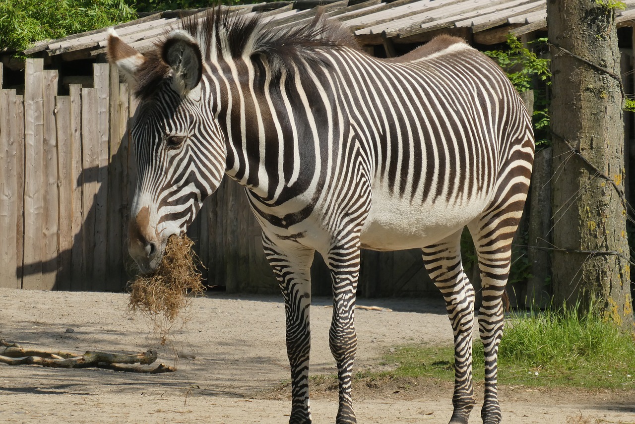 Zebra,  Zoo,  Maisto,  Belgija,  Planckendael,  Zebras Juosteles,  Afrikoje,  Laukinių,  Žinduolis, Nemokamos Nuotraukos