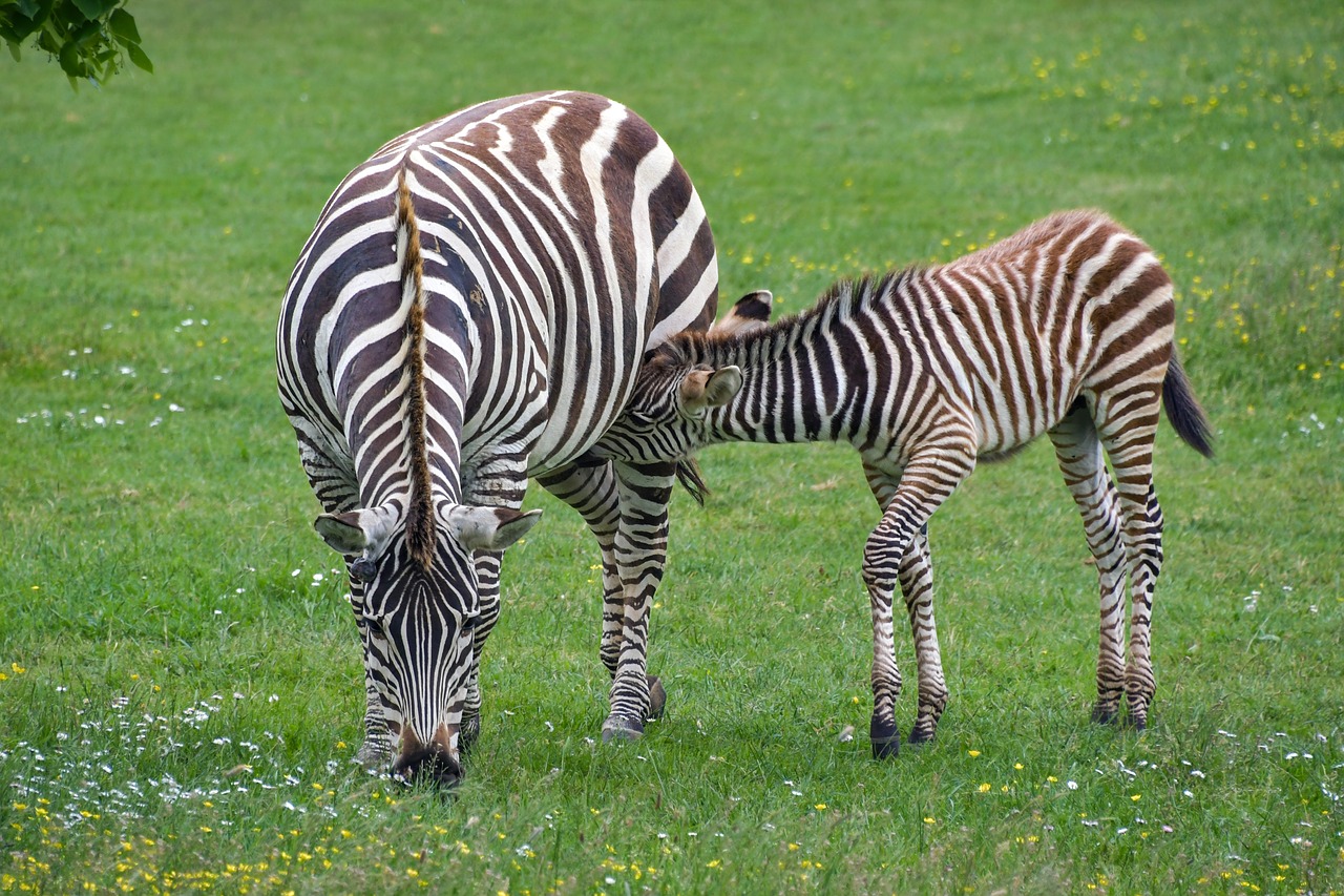 Zebra,  Motina,  Petit,  Zébreau,  Maitinti Krūtimi,  Čiulpia,  Gyvūnas,  Juostele,  Žalias,  Arklių