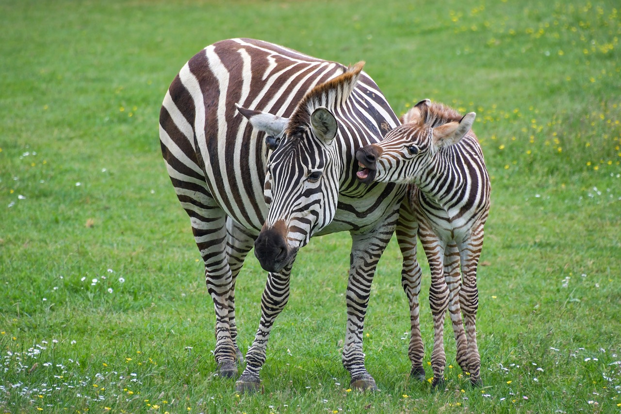 Zebra,  Motina,  Petit,  Zébreau,  Gyvūnas,  Juostele,  Žalias,  Arklių,  Žolėdis, Nemokamos Nuotraukos