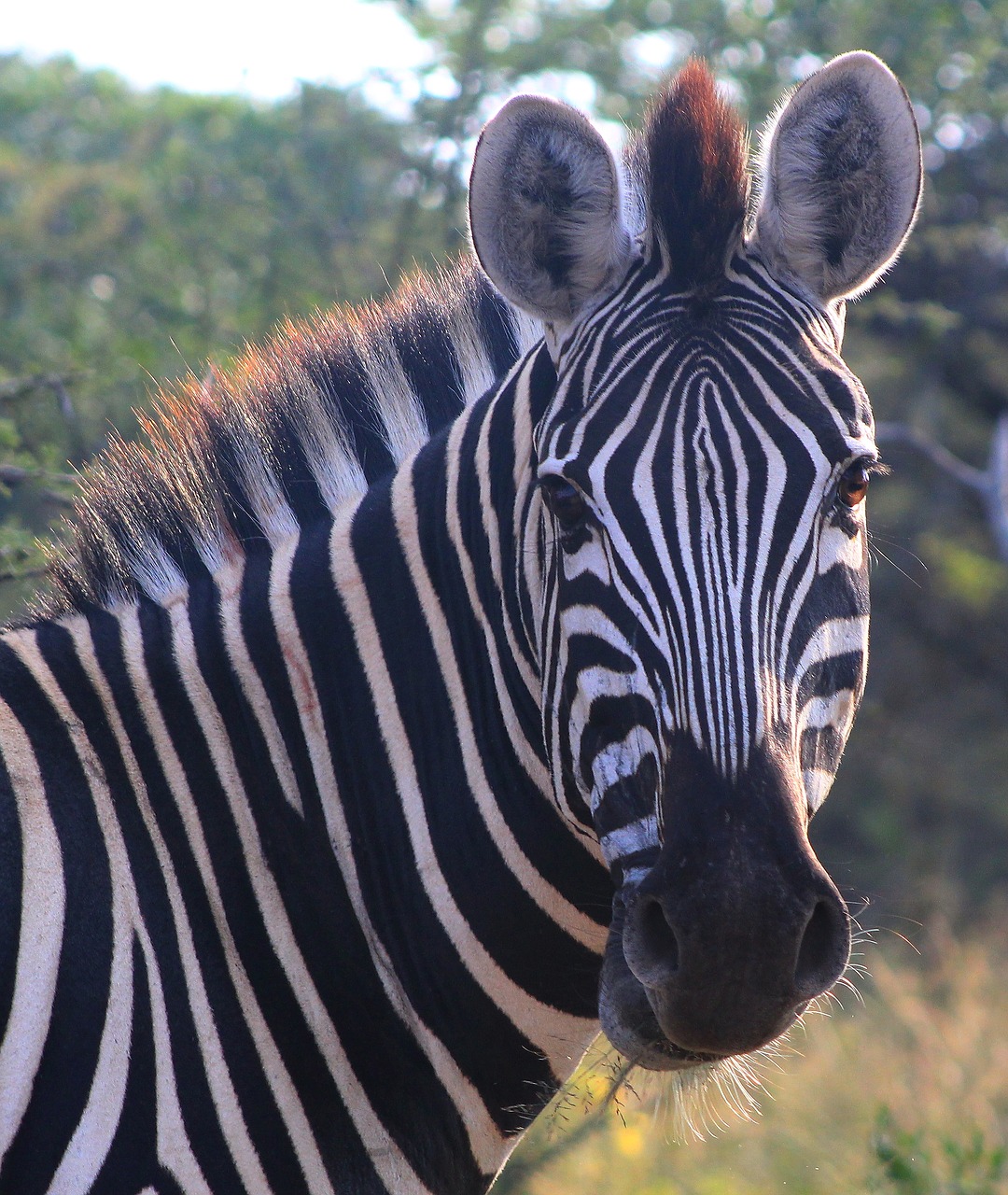 Zebra,  Gyvūnijos,  Gyvūnas,  Pobūdį,  Safari,  Žaidimas,  Akys,  Nuolatinis, Nemokamos Nuotraukos,  Nemokama Licenzija