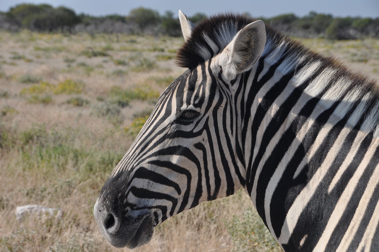 Zebra,  Dryžuotas,  Galva,  Gyvūnas, Nemokamos Nuotraukos,  Nemokama Licenzija