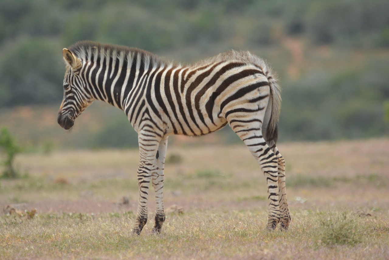 Zebra,  Jauna,  Laukinis Gyvūnas,  Gyvūnas,  Prerijų,  Kūdikių,  Žolė,  Petit,  Juostelės,  Nuotaika