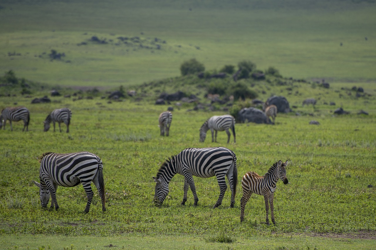 Zebra,  Afrikoje,  Gyvūnas,  Safari,  Tanzania,  Pobūdį,  Gyvūnai,  Žolė,  Laukinių,  Juostelės