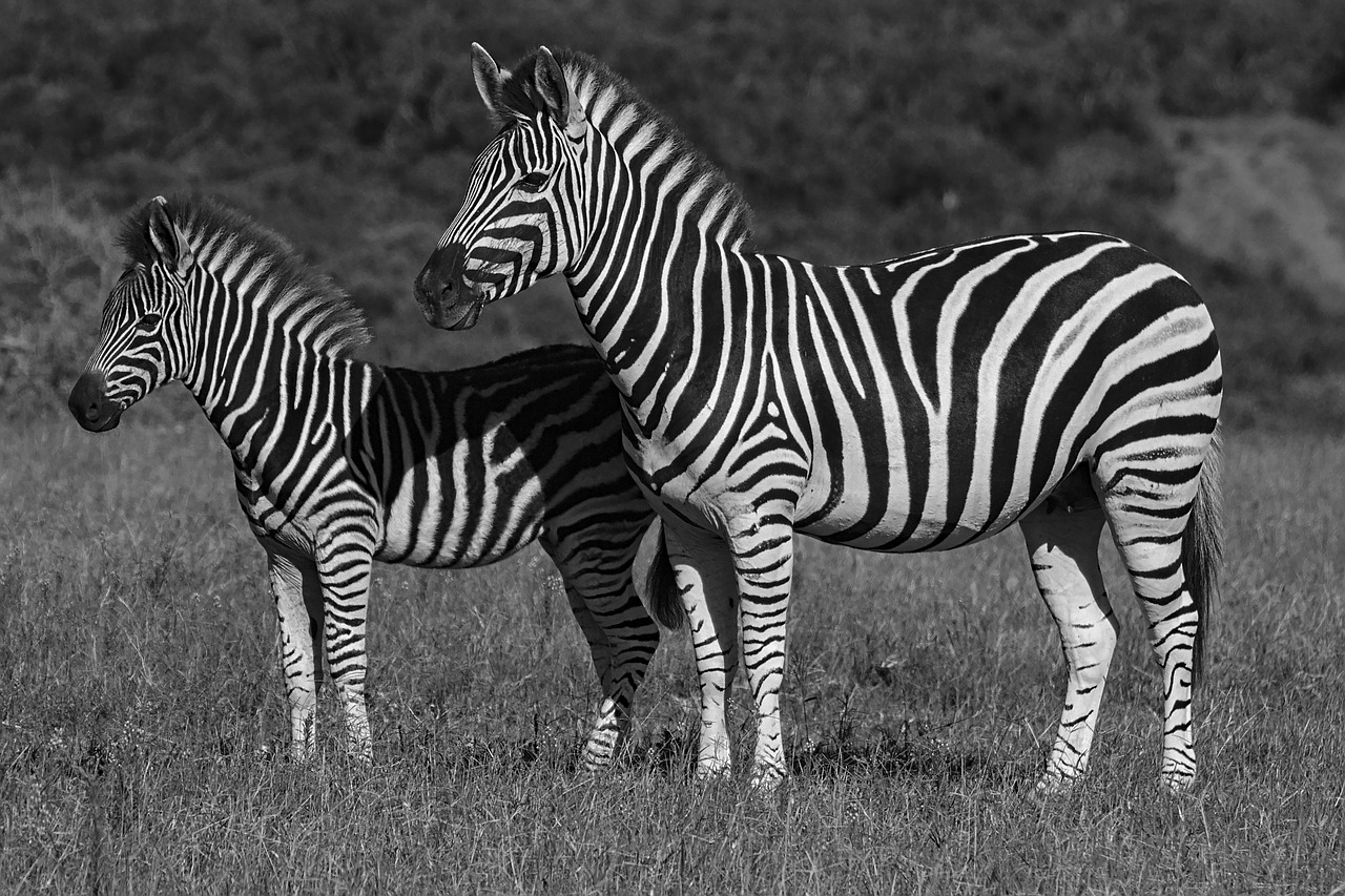 Zebra,  Addo,  Dramblys,  Pilietis,  Parkas,  Pietų,  Afrikoje,  Gyvūnijos,  Gyvūnas,  Juoda Ir Balta