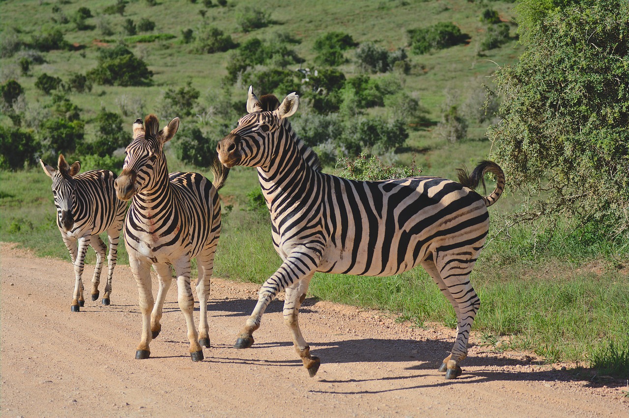 Zebra,  Šuoliai,  Laimingas,  Pietų Afrika,  Afrikoje,  Pobūdį,  Juostelės,  Gyvūnas,  Safari,  Kelionė