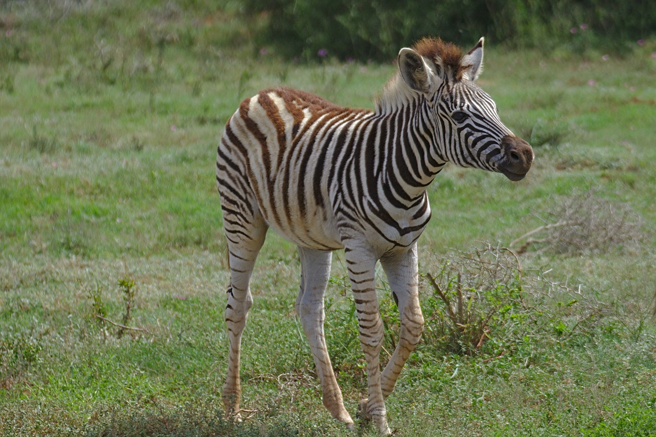 Zebra,  Jauna,  Gyvūnas,  Addo,  Dramblys,  Pilietis,  Parkas,  Pietų,  Afrika, Nemokamos Nuotraukos