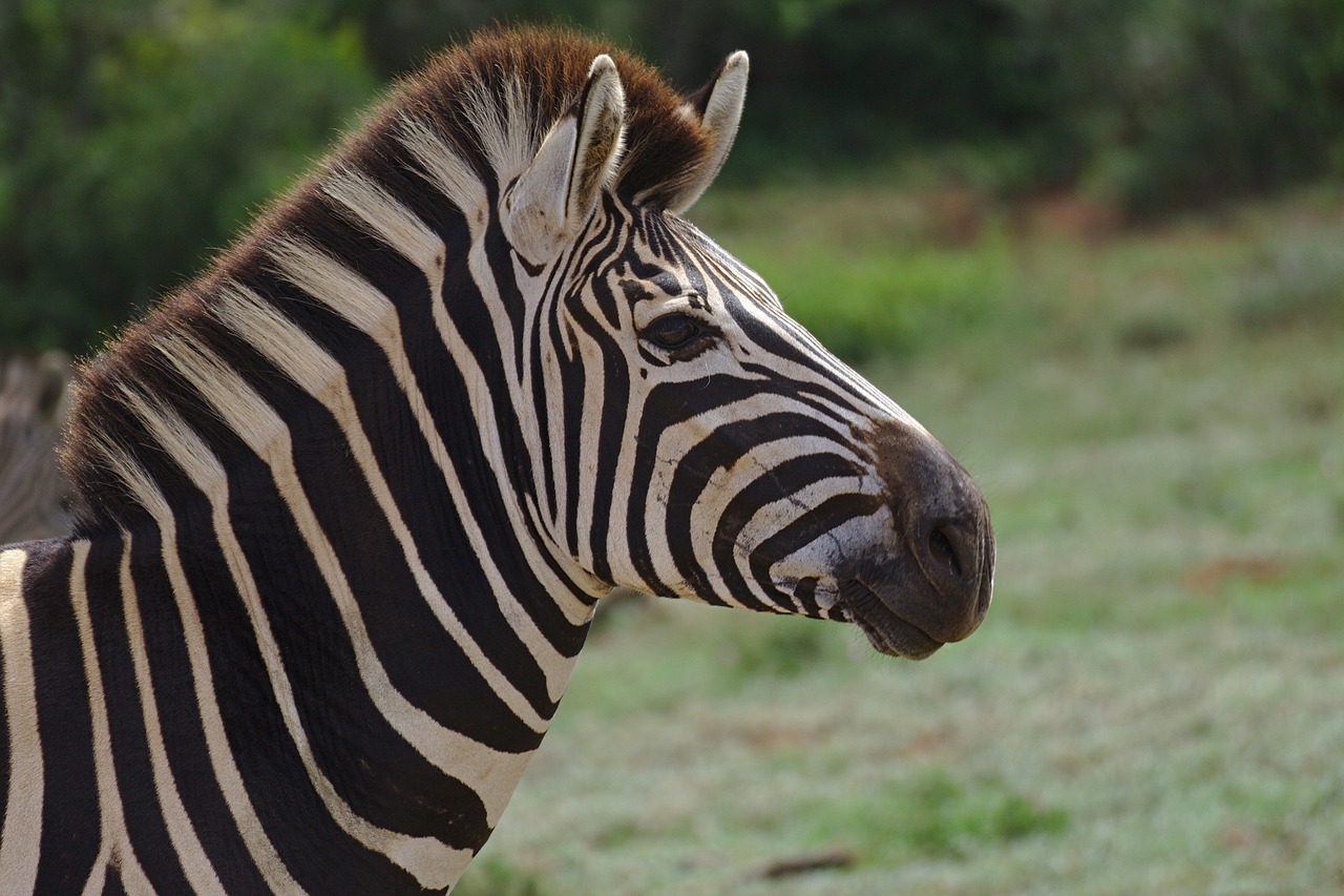 Zebra,  Jauna,  Gyvūnas,  Addo,  Dramblys,  Pilietis,  Parkas,  Pietų,  Afrika, Nemokamos Nuotraukos