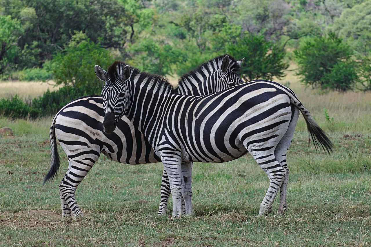 Zebra,  Slaptumas,  Juostelės,  Juodos Spalvos,  Baltos Spalvos,  Dryžuotas,  Pobūdį,  Linija,  Gyvūnai, Nemokamos Nuotraukos