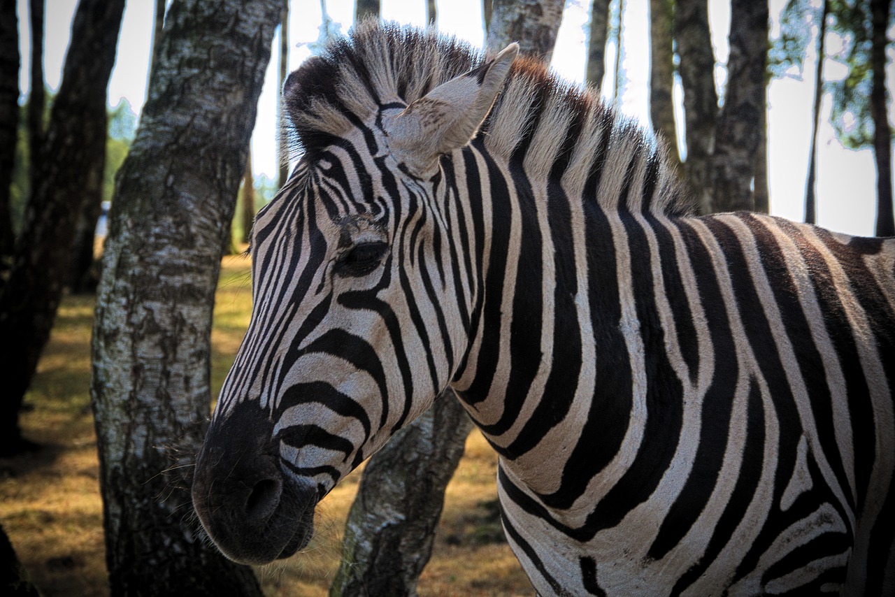 Zebra,  Gyvūnas,  Afrikoje,  Zoo,  Ragai,  Laukinių,  Safari,  Pobūdį,  Gyvūnai, Nemokamos Nuotraukos