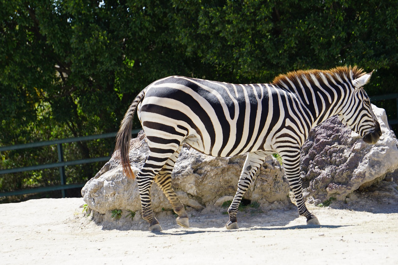 Zebra,  Gyvūnai,  Afrikoje,  Juostelės,  Safari,  Zoo,  Žinduoliai,  Savannah,  Pobūdį,  Žinduolis