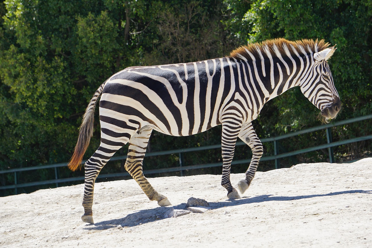 Zebra,  Gyvūnai,  Afrikoje,  Juostelės,  Safari,  Zoo,  Žinduoliai,  Savannah,  Pobūdį,  Žinduolis