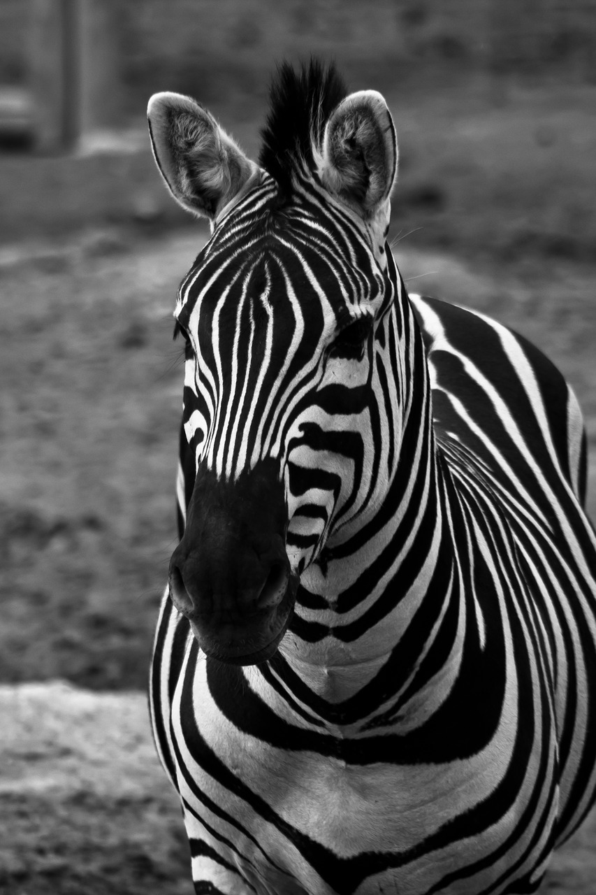 Zebra,  Arklys,  Dryžuotas,  Juodos Spalvos,  Baltos Spalvos,  Afrikoje,  Safari,  Gyvūnijos,  Pobūdį,  Žinduolis