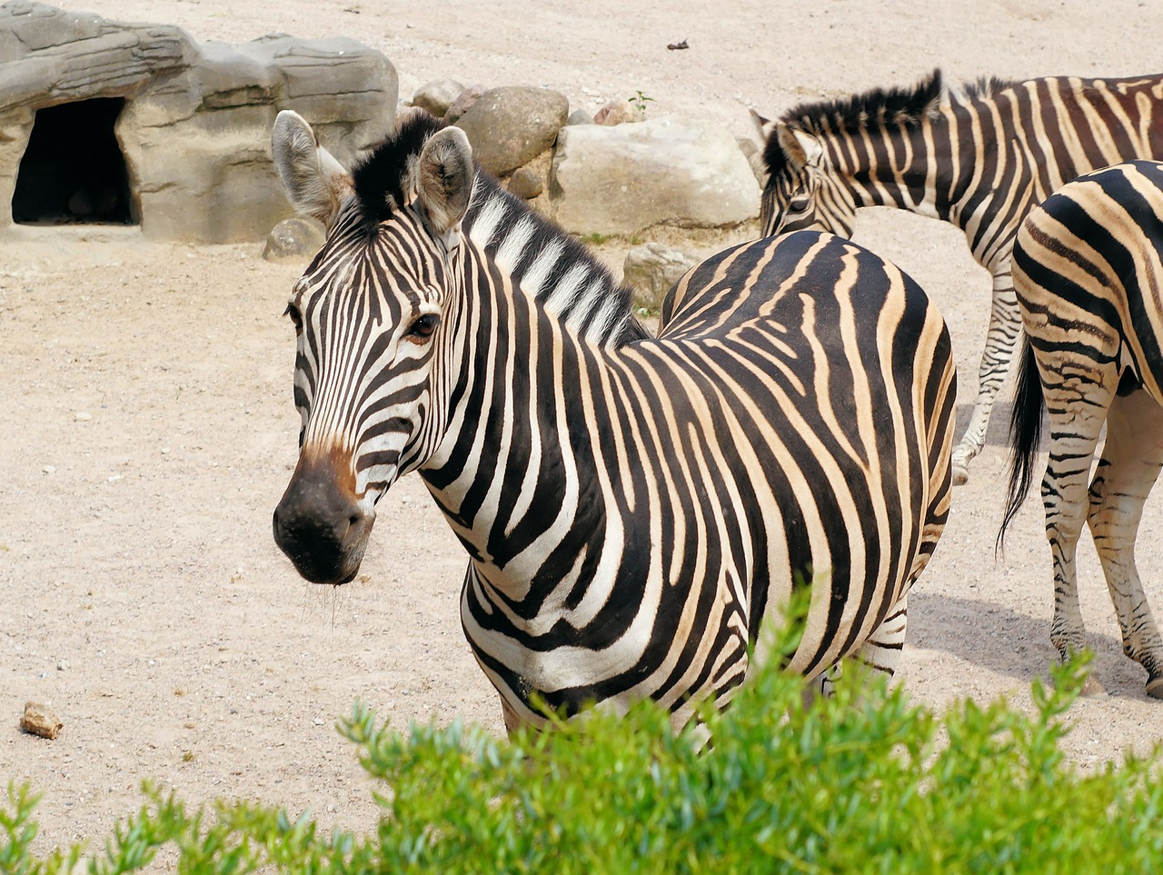 Zebra, Dryžuotas, Juoda Ir Balta, Zoologijos Sodas, Galva, Perisodactyla, Pusė, Struktūra, Grakštus, Gražus