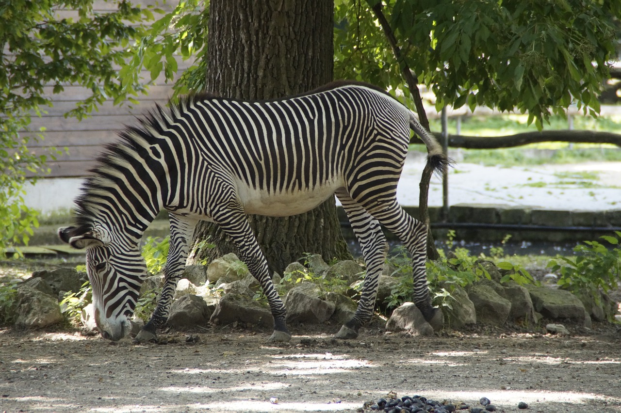 Zebra, Stalas, Kanopos, Perisodactyla, Balta, Juoda, Struktūra, Lygumos Zebra, Juoda Ir Balta, Modelis